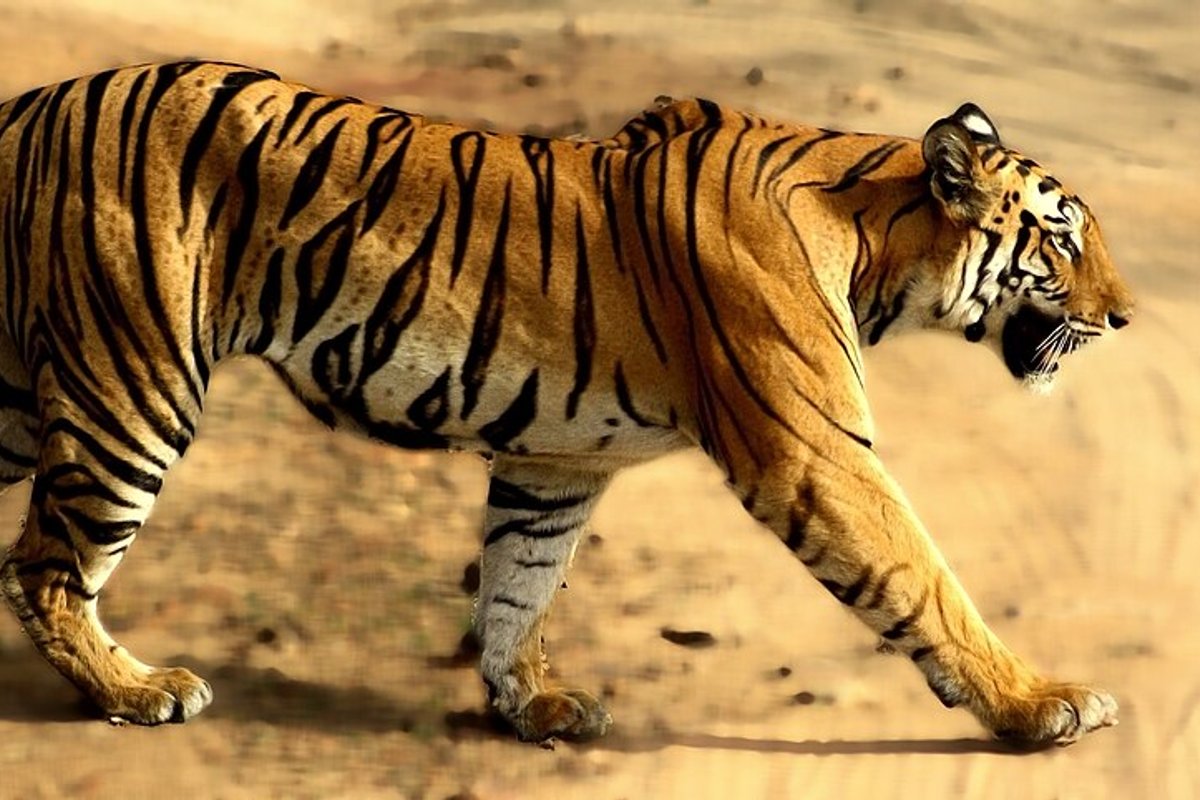 Bandhavgarh travel guide