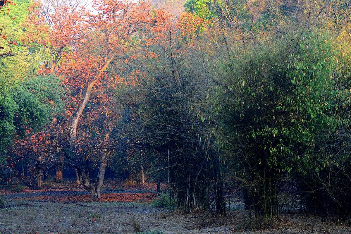 Bandhavgarh - India Travel Guide hero image