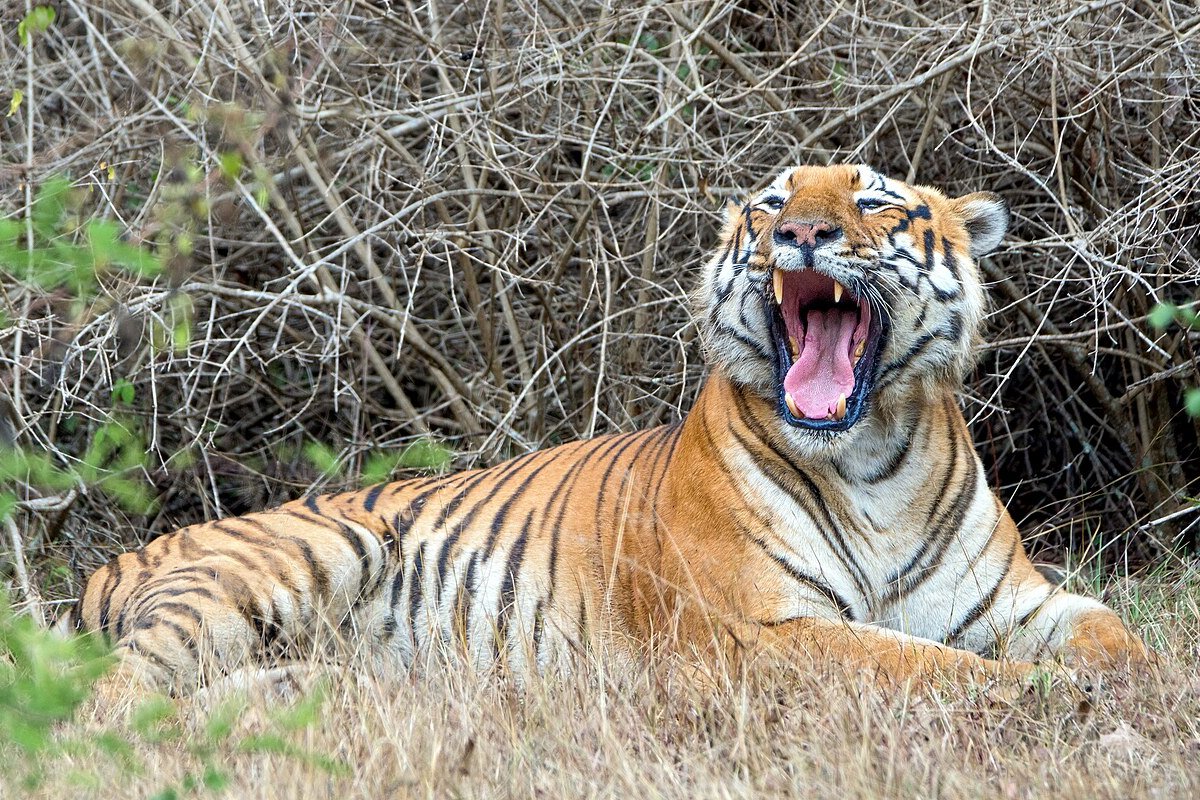 Bandipur travel guide