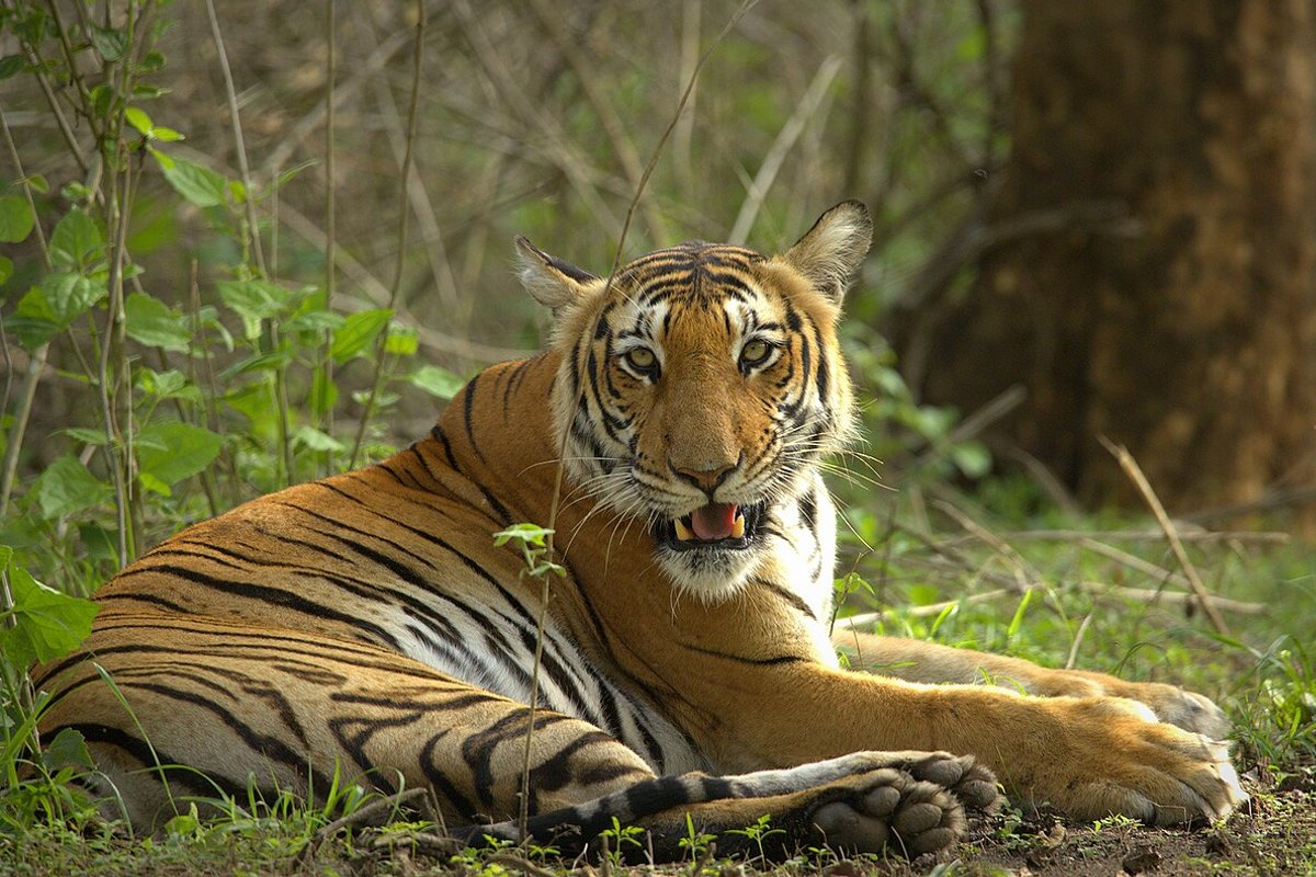 Bandipur - India Travel Guide hero image