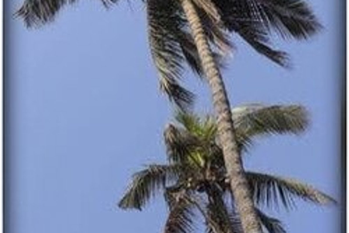 Feni Travel Guide: Things to Do, How to Reach, Best Time to Visit hero image