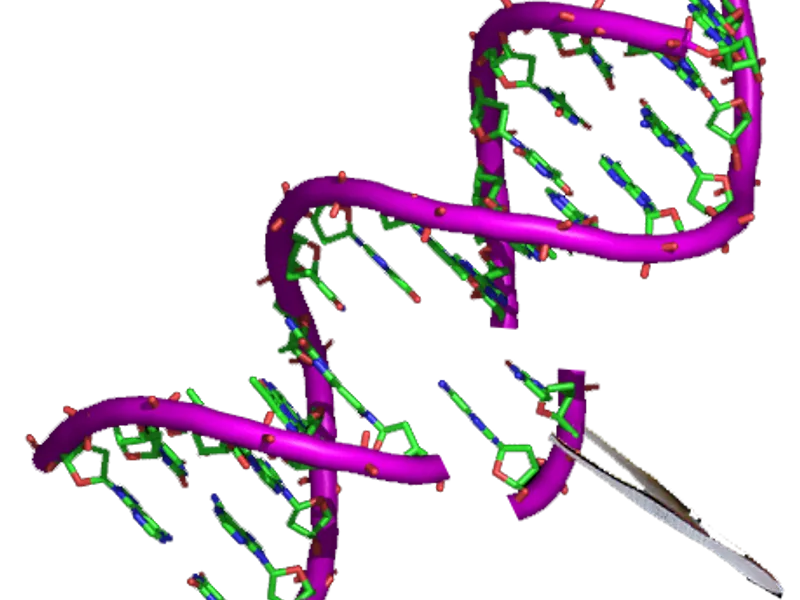 Bhutta - Traditional Indian Dish