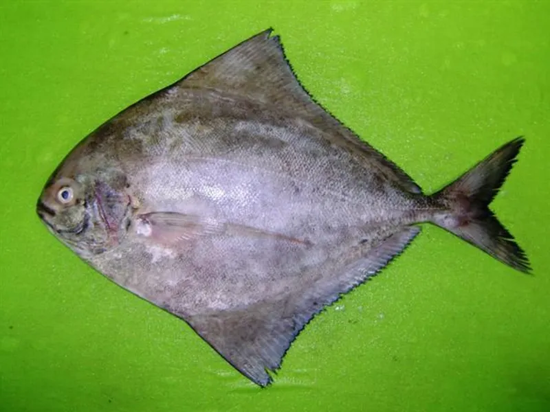 Fried Pomfret