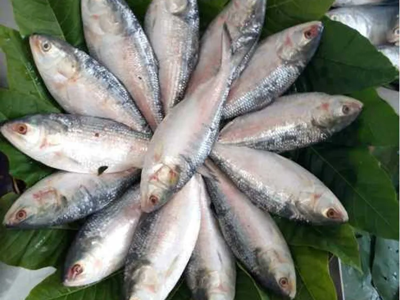 Hilsa Fish (Ilish) - Traditional Indian Dish