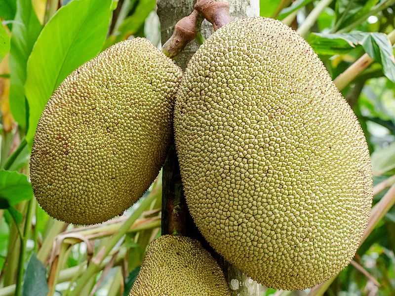 Jackfruit Dishes - Traditional Indian Dish