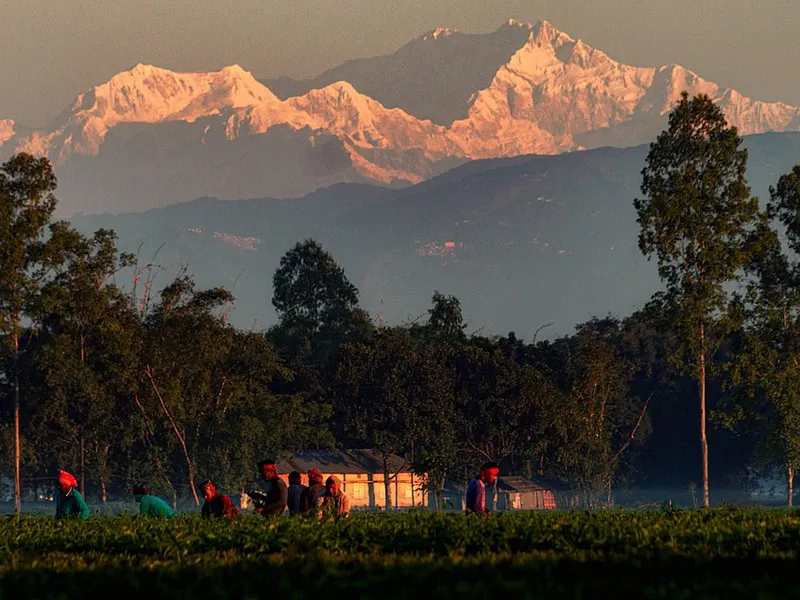 Panchagarh Tea - Traditional Indian Dish