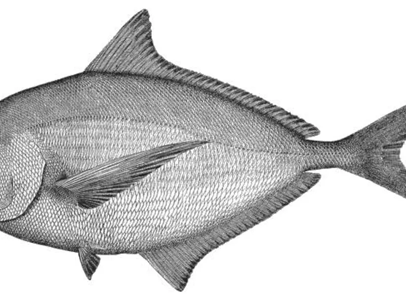 Pomfret Fry - Traditional Indian Dish