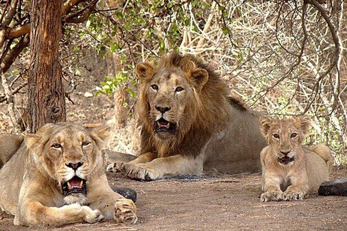 Gir National Park travel guide