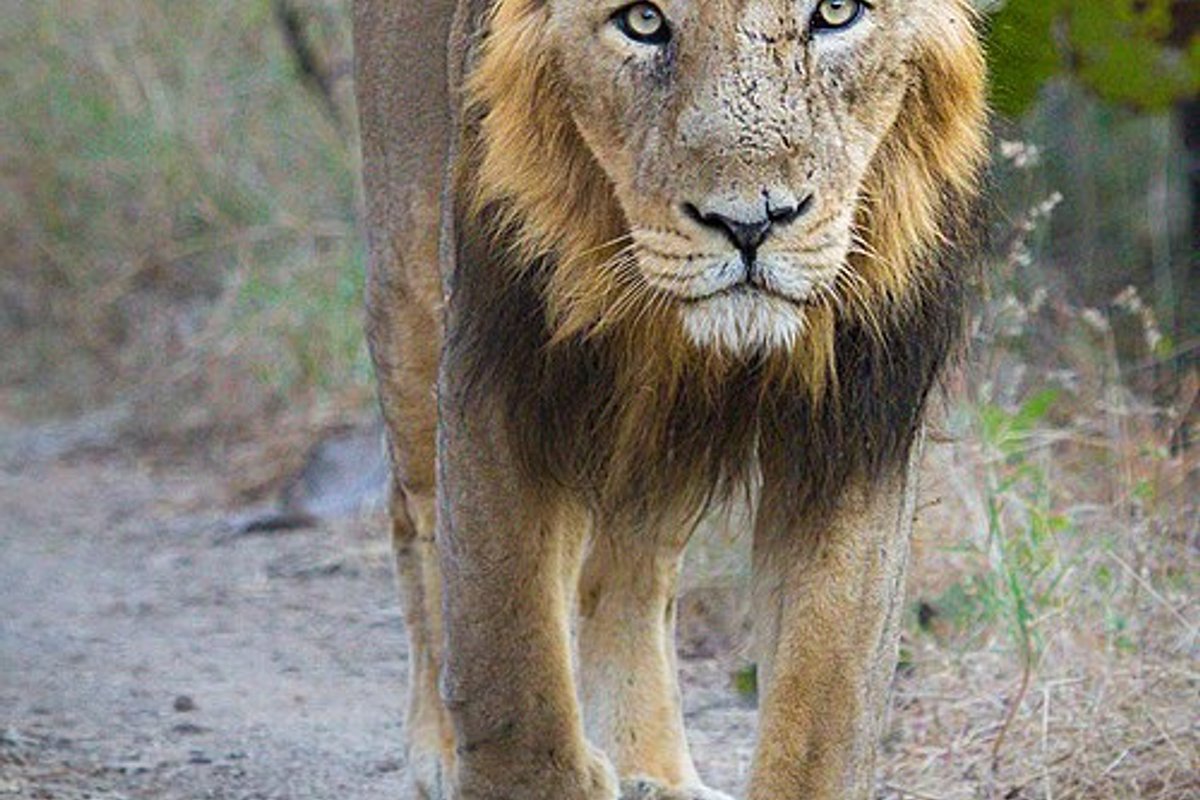 Gir National Park - India Travel Guide hero image