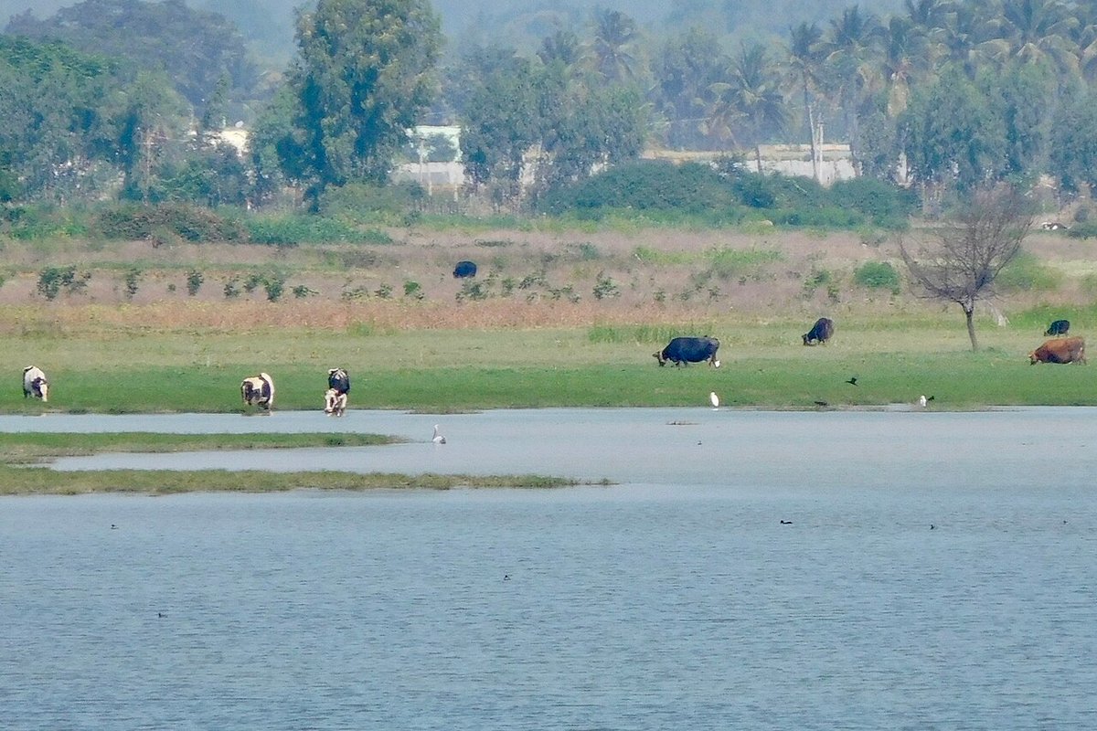 Hoskote - India Travel Guide hero image