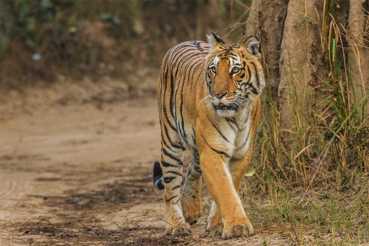 Jim Corbett - India Travel Guide hero image