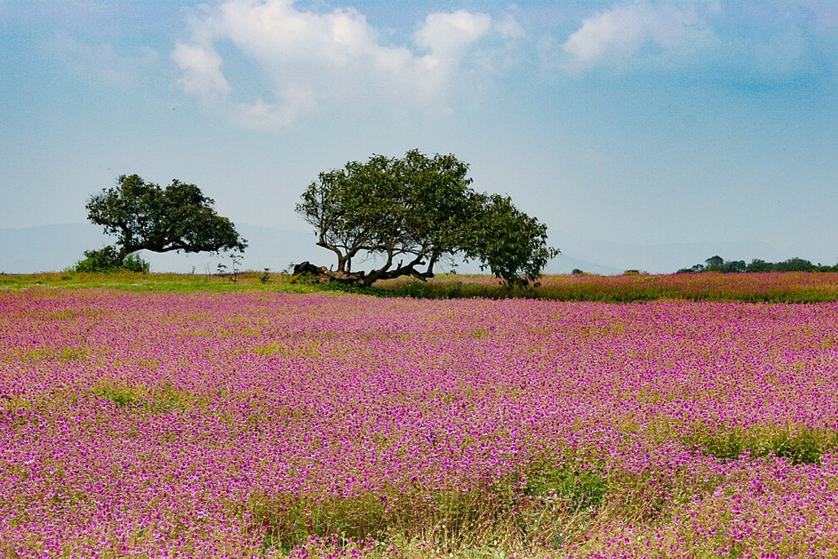 Kaas Plateau travel guide