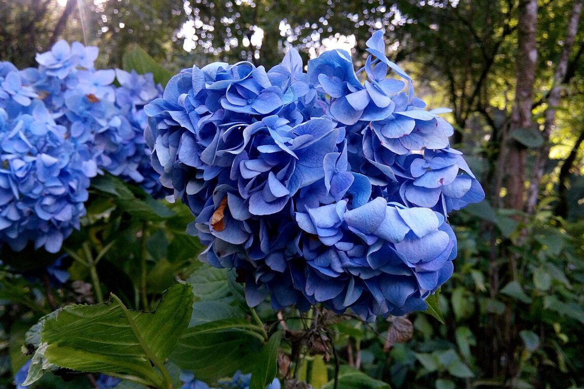 Kalimpong Travel Guide: Things to Do, How to Reach, Best Time to Visit hero image