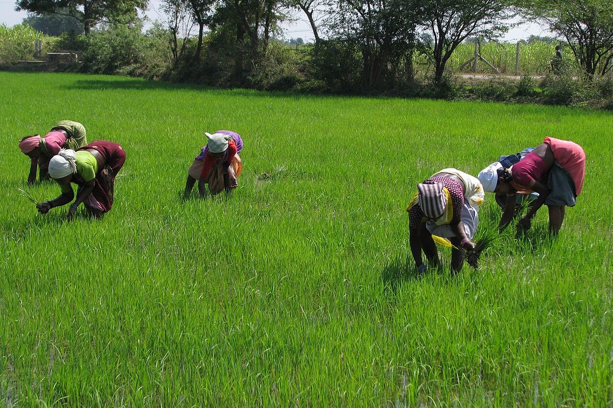 Kanchipuram Travel Guide: Things to Do, How to Reach, Best Time to Visit hero image