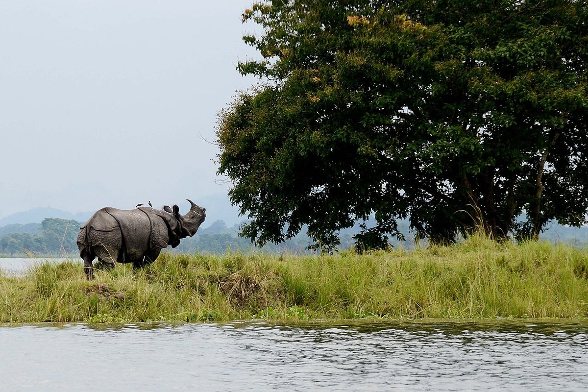 Kaziranga travel guide