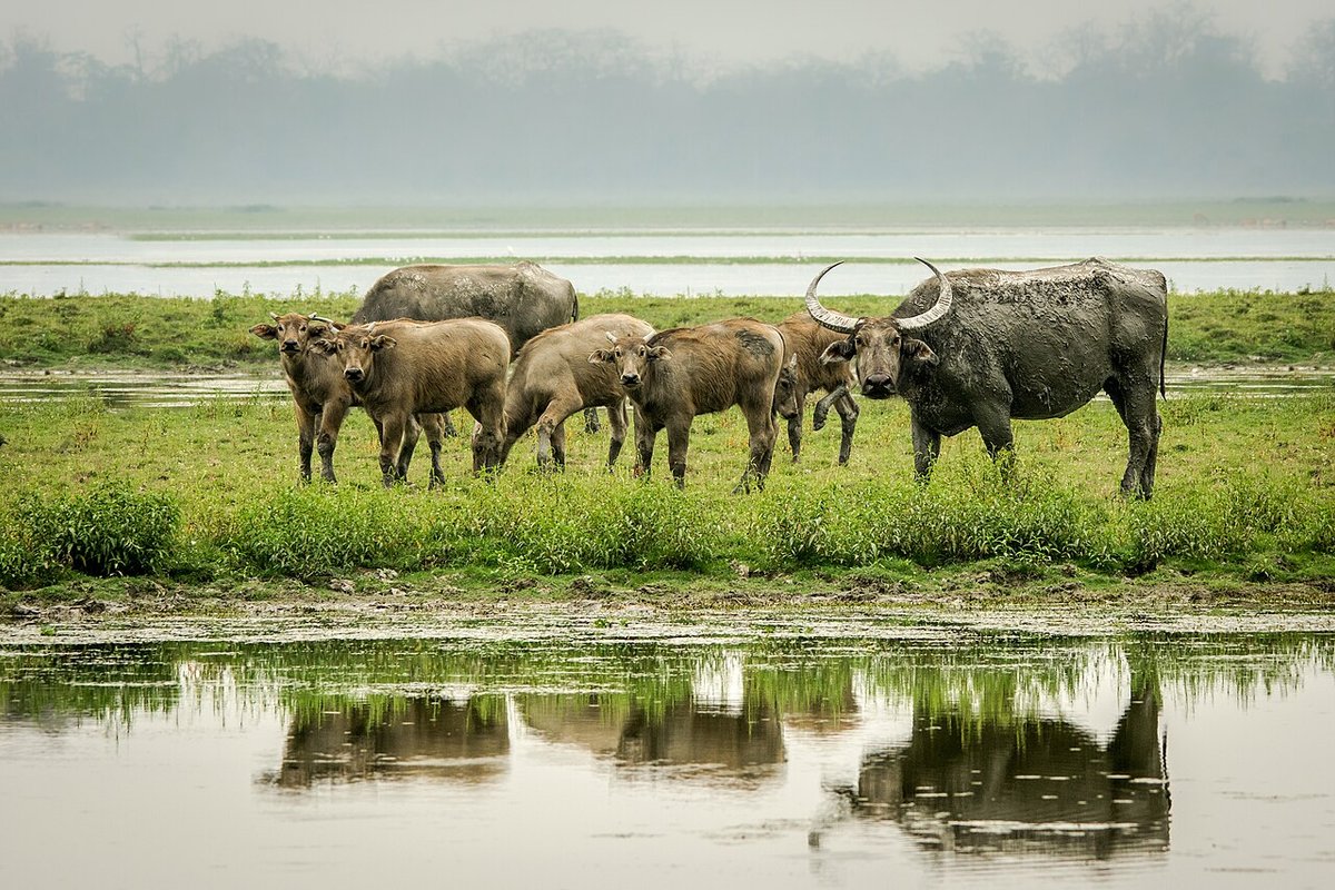 Kaziranga - India Travel Guide hero image