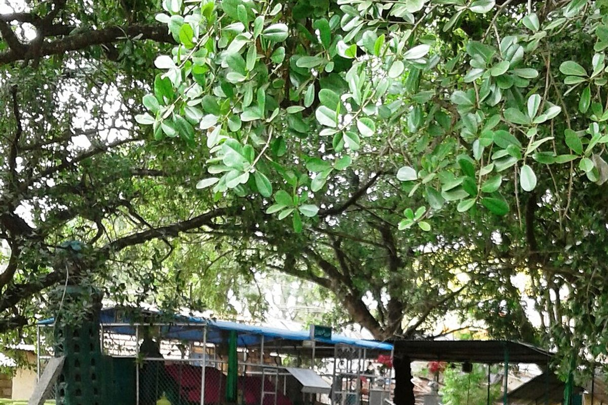 Kunigal travel guide