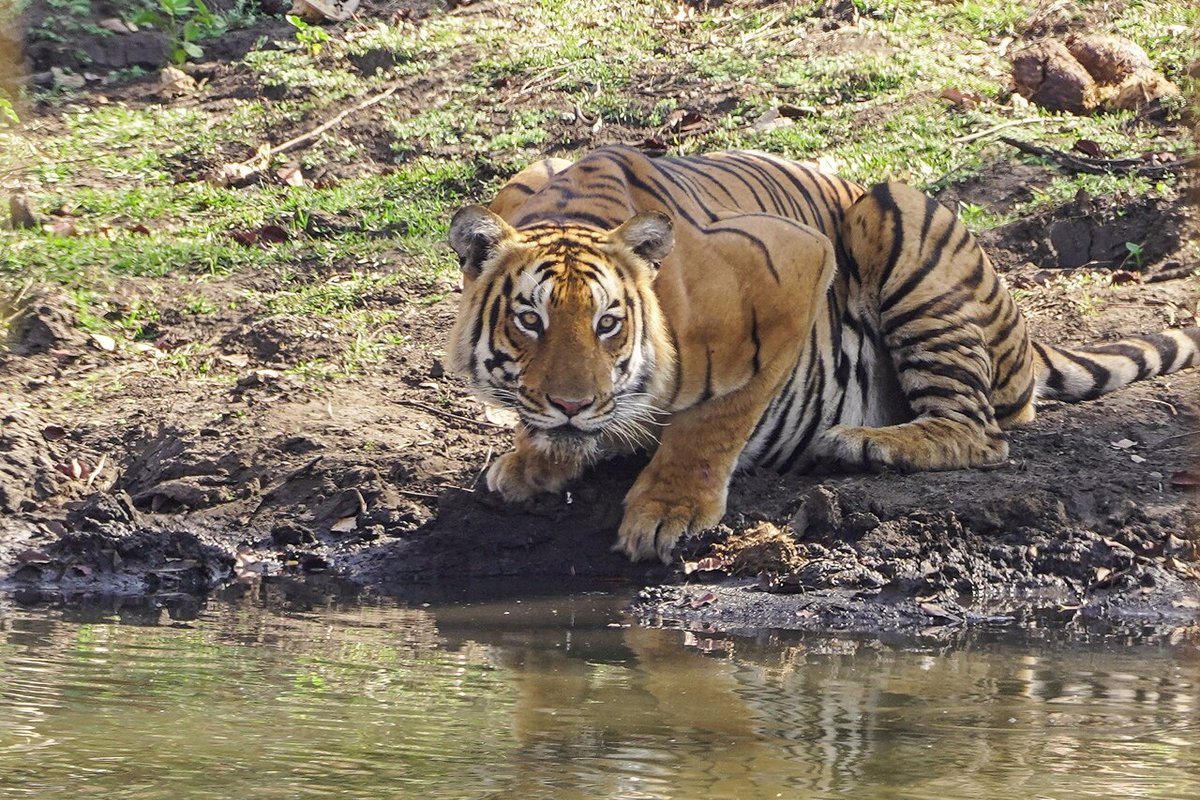 Mudumalai — weekend trip starting point