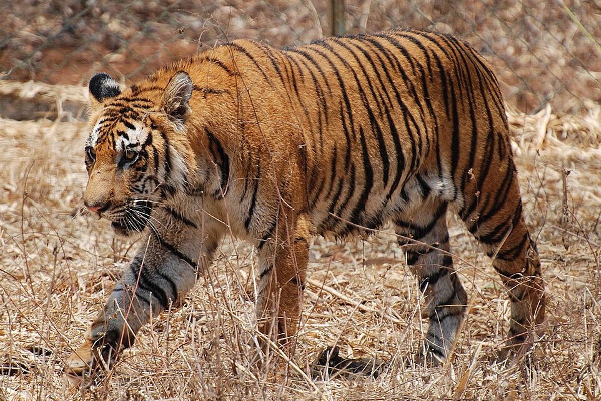 Nagarhole - India Travel Guide hero image