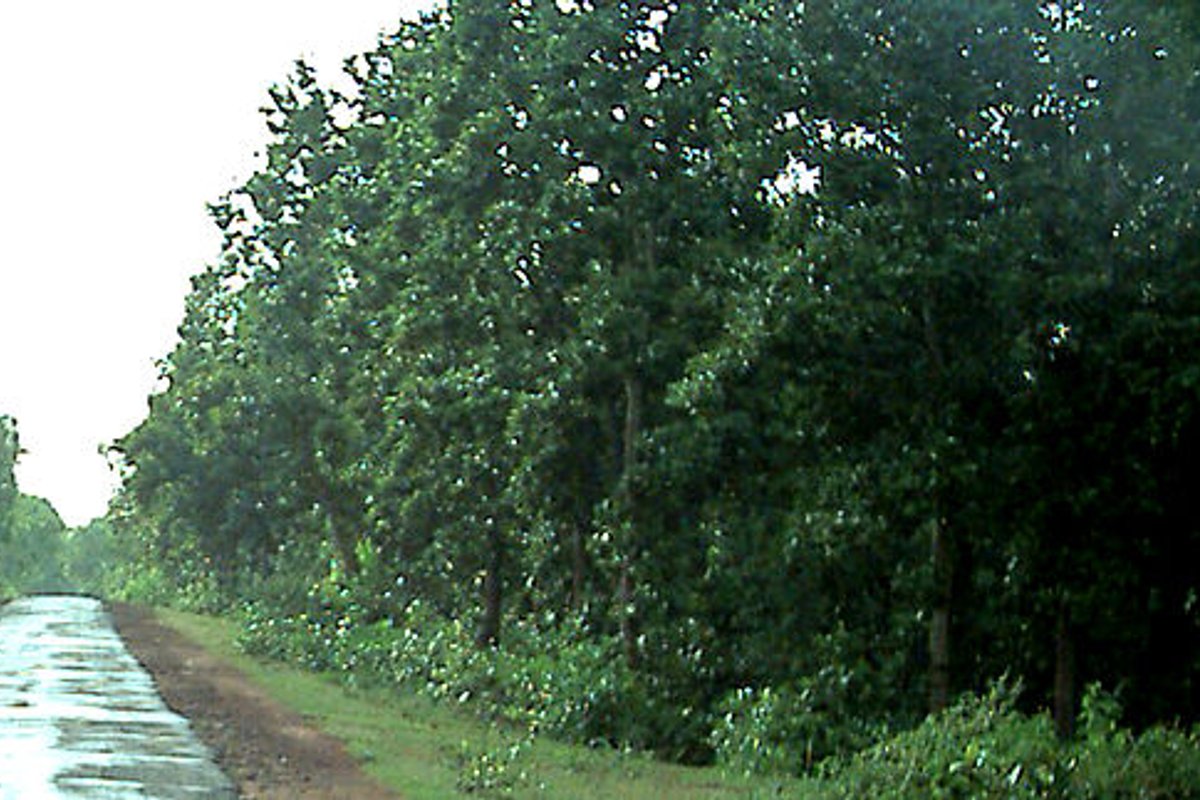 Nayagram Travel Guide: Things to Do, How to Reach, Best Time to Visit hero image