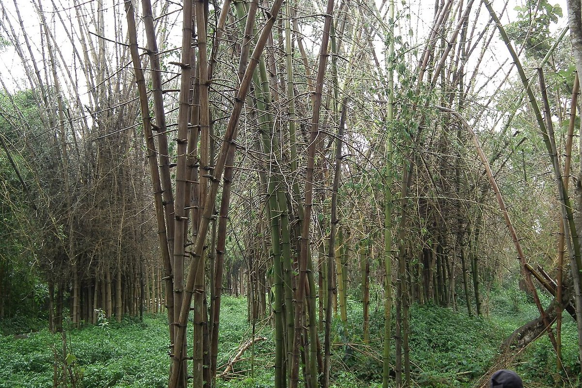 Nisargadhama - India Travel Guide hero image