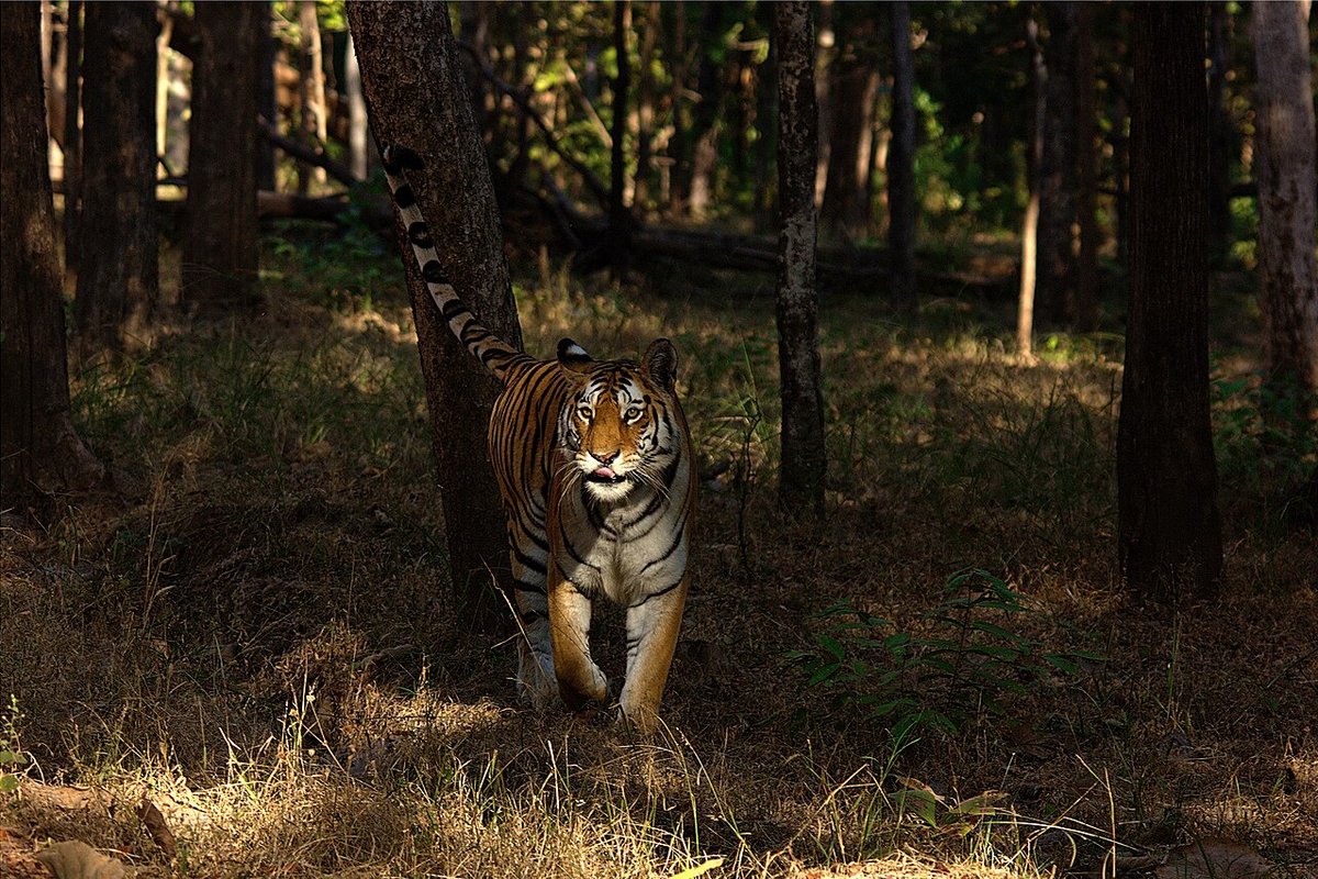 Pench travel guide