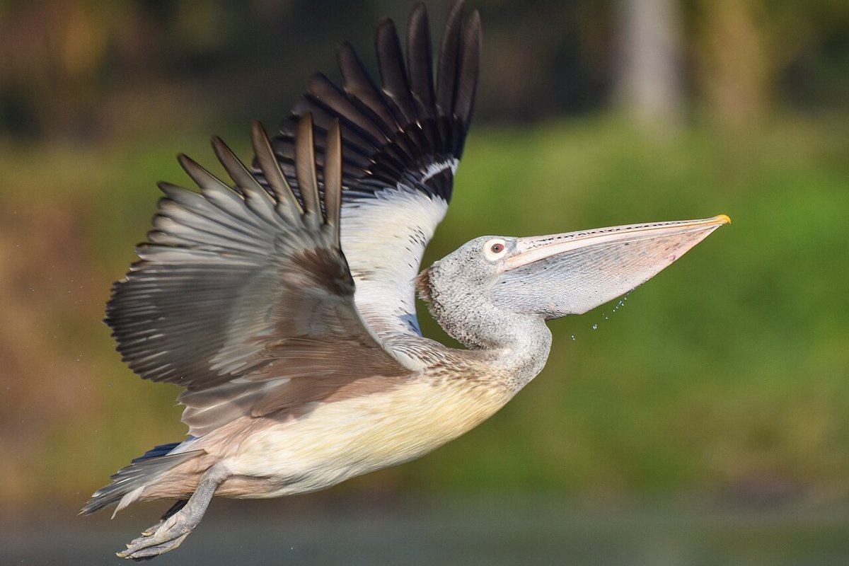 Ranganathittu travel guide