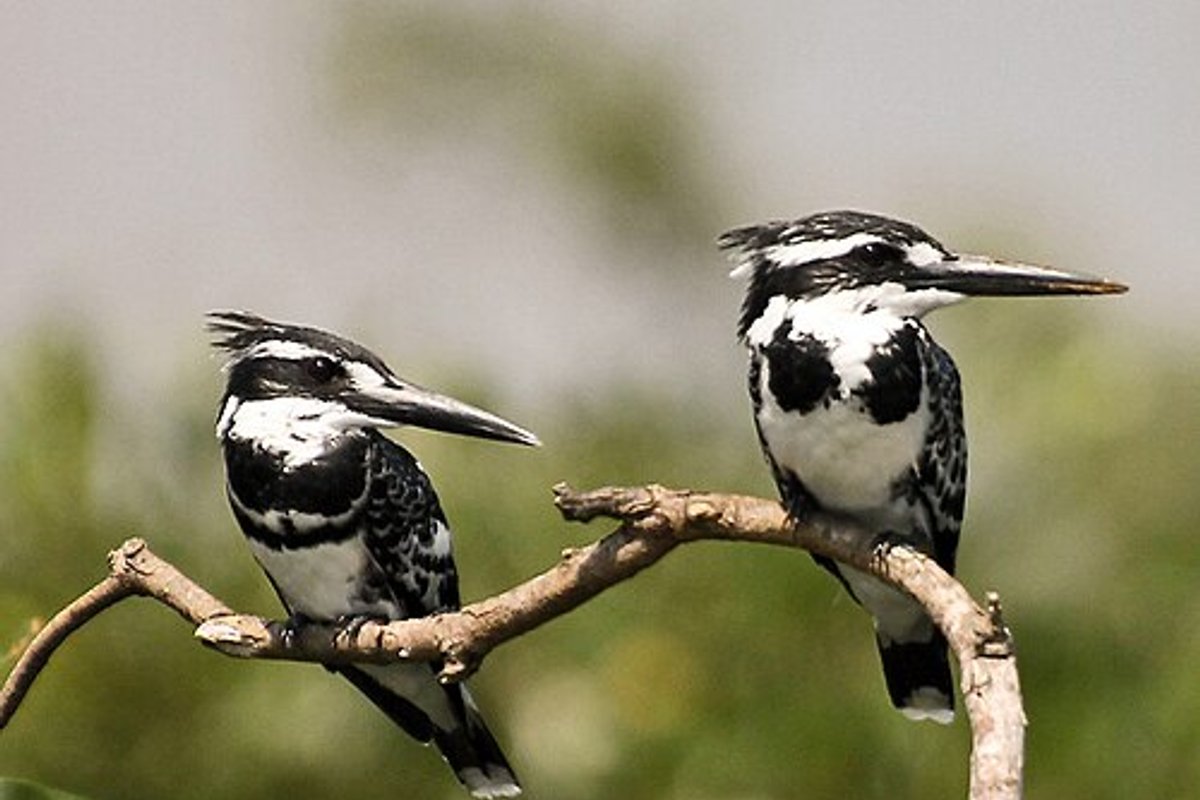 Ranganathittu - India Travel Guide hero image