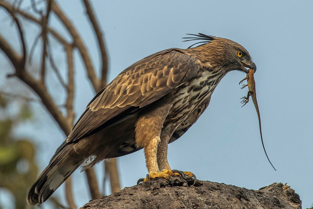 Satpura - India Travel Guide hero image