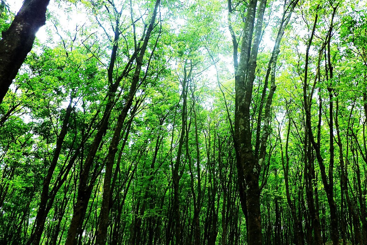 Sepahijala - India Travel Guide hero image