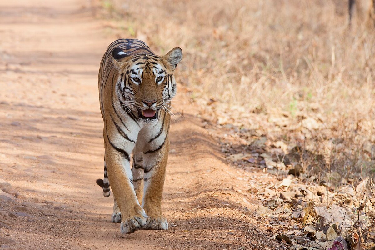 Tadoba travel guide