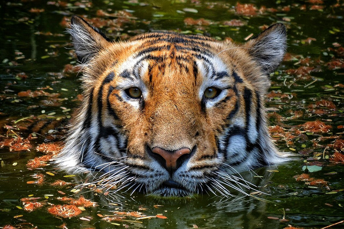 Tadoba - India Travel Guide hero image