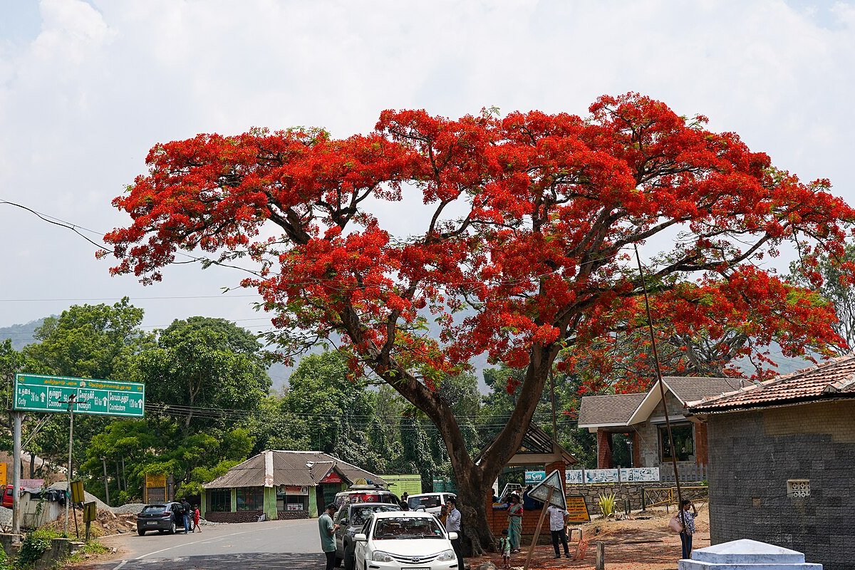 Theppakadu travel guide