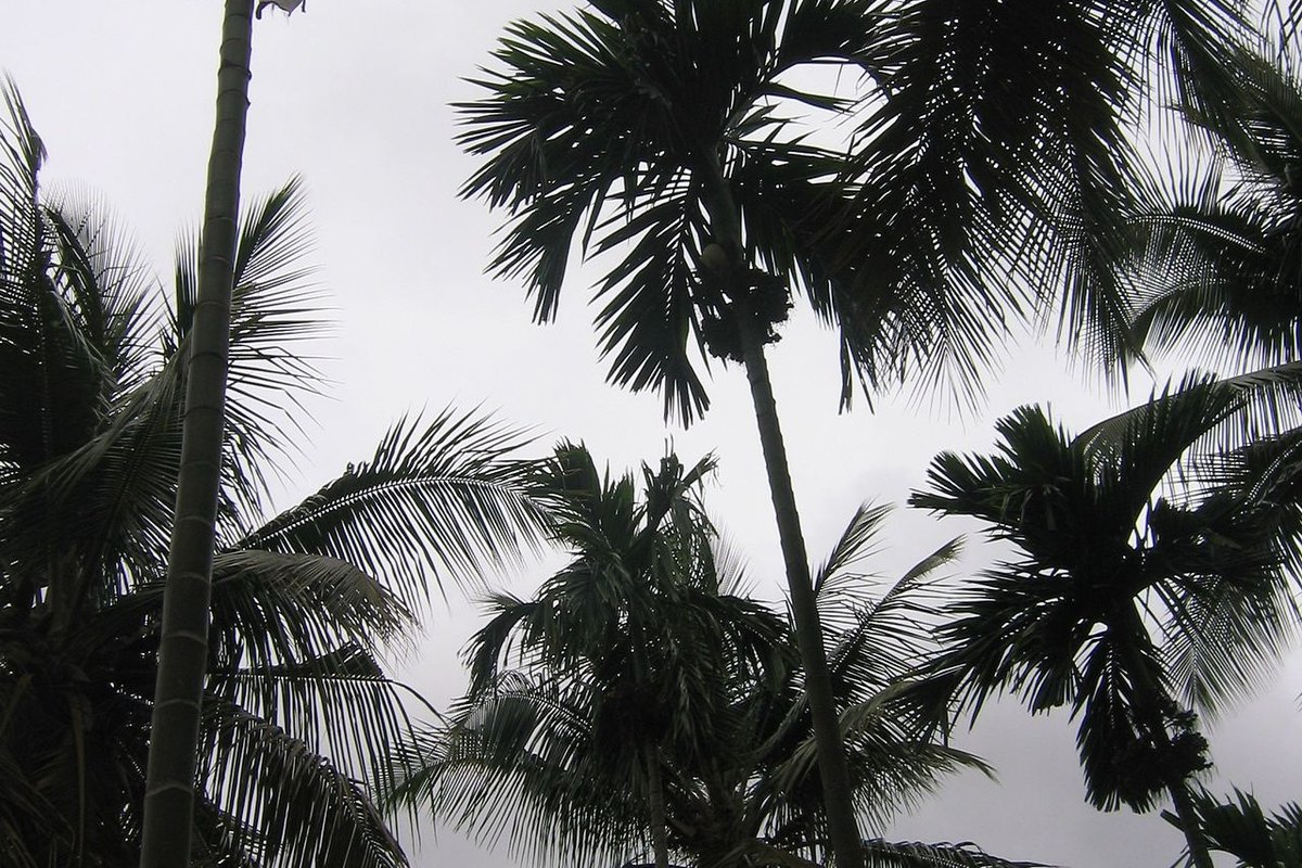 Tiptur - India Travel Guide hero image