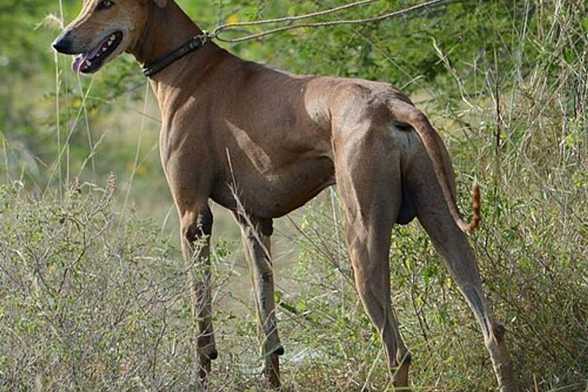 Vembakottai Travel Guide: Things to Do, How to Reach, Best Time to Visit hero image